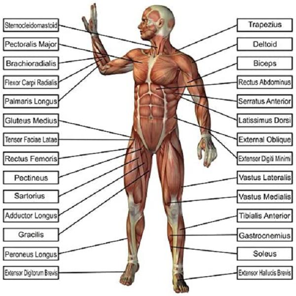 human anatomy and body health 1.0.0 Screenshot 1