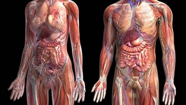 human anatomy and body health 1.0.0 Screenshot 5