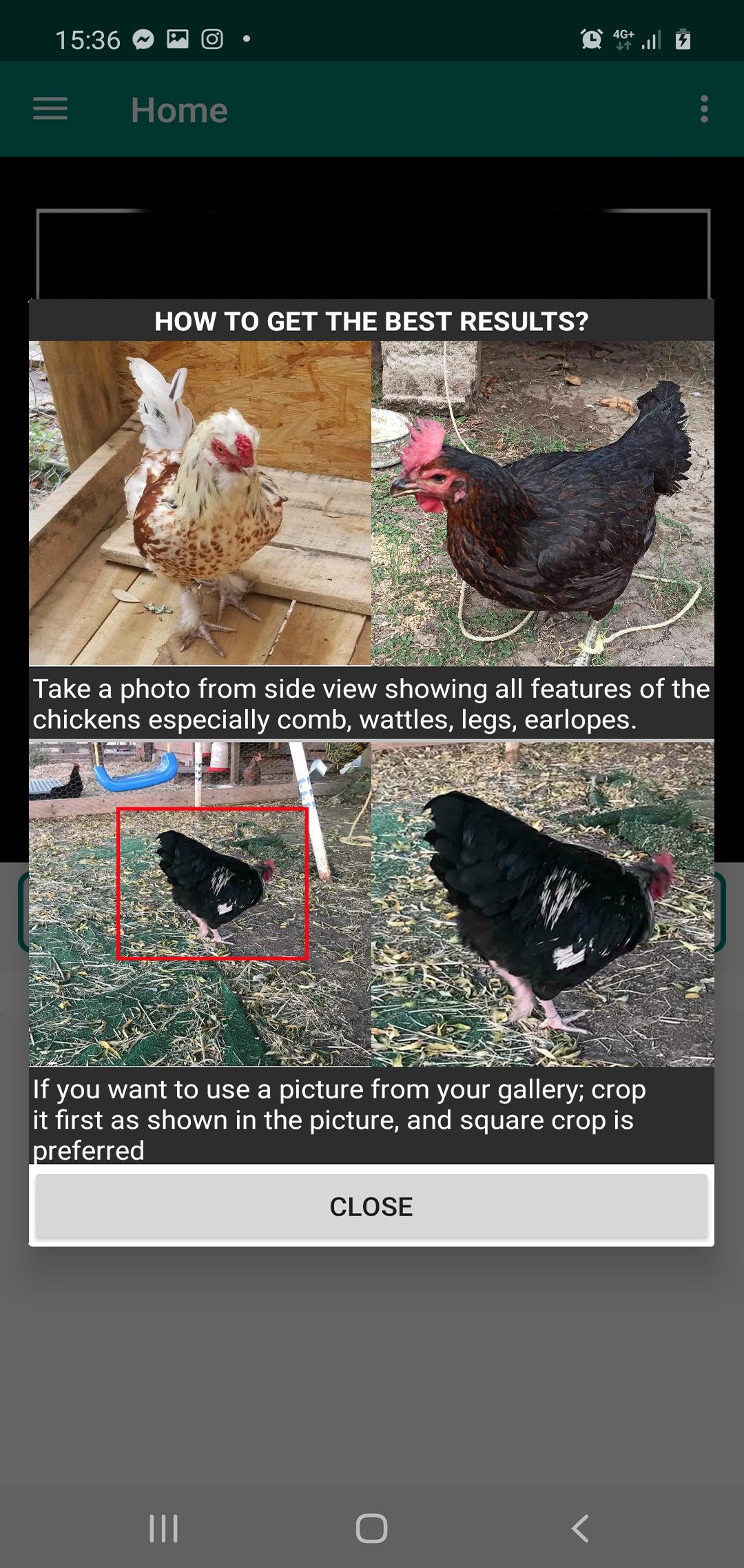 Chicken Breed Identifier 10.0 Screenshot 10