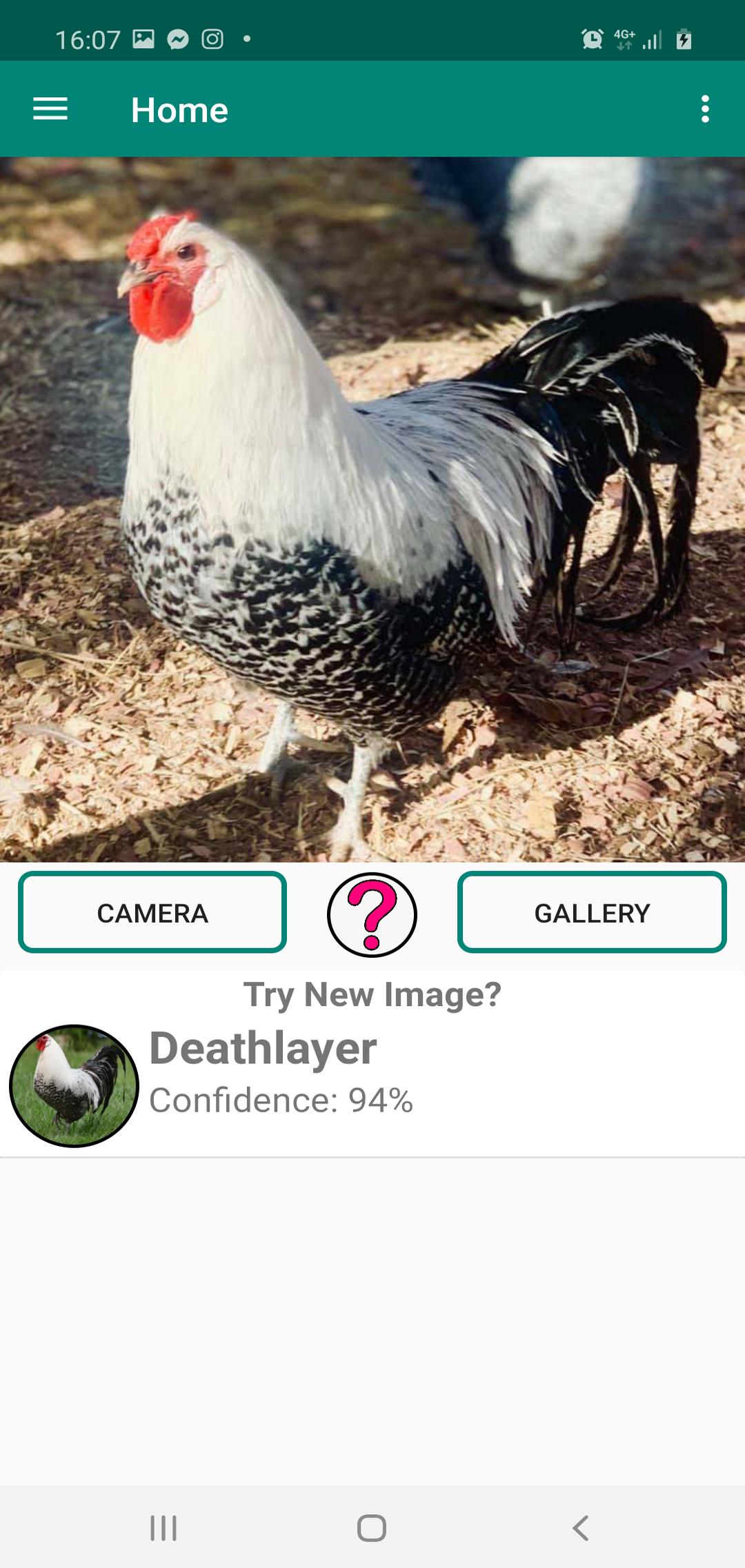 Chicken Breed Identifier 10.0 Screenshot 12