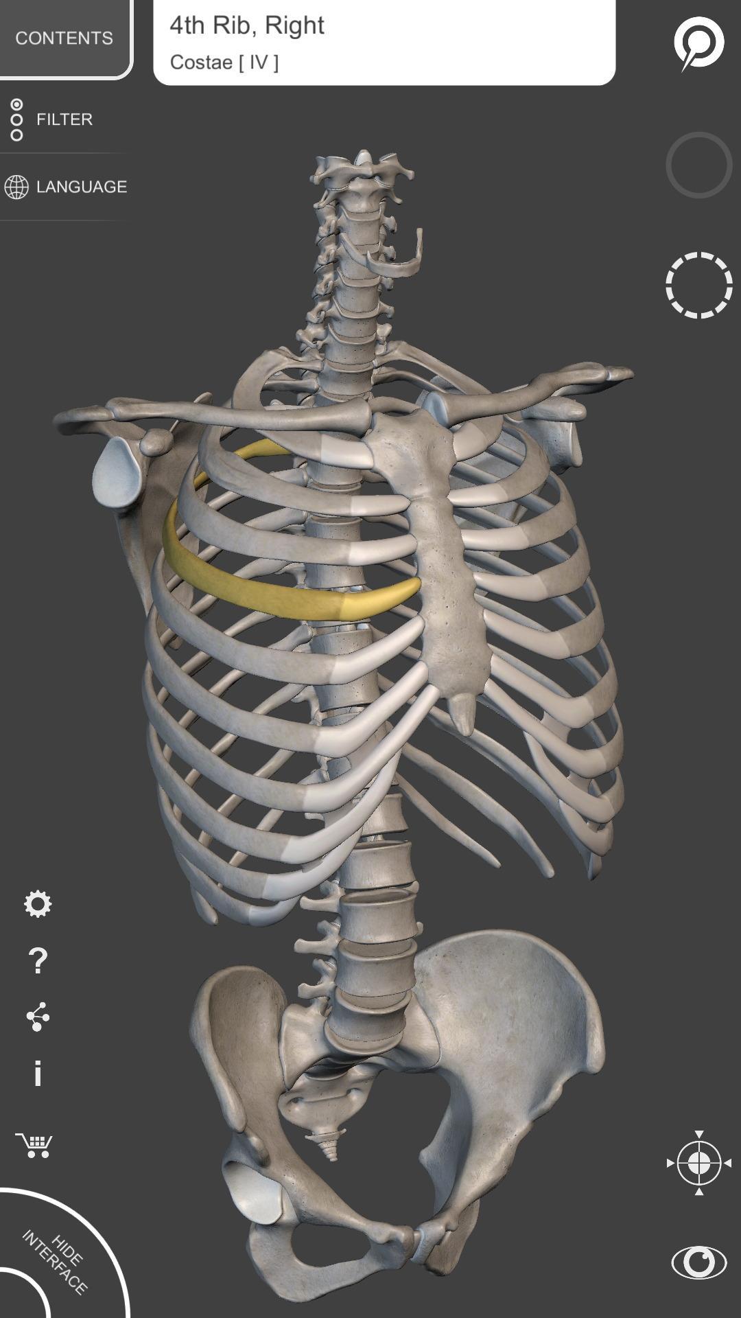 Skeleton | 3D Anatomy 2.5.3 Screenshot 1