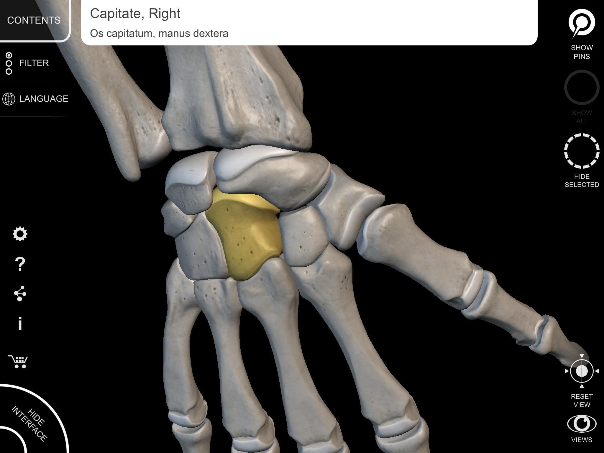 Skeleton | 3D Anatomy 2.5.3 Screenshot 10