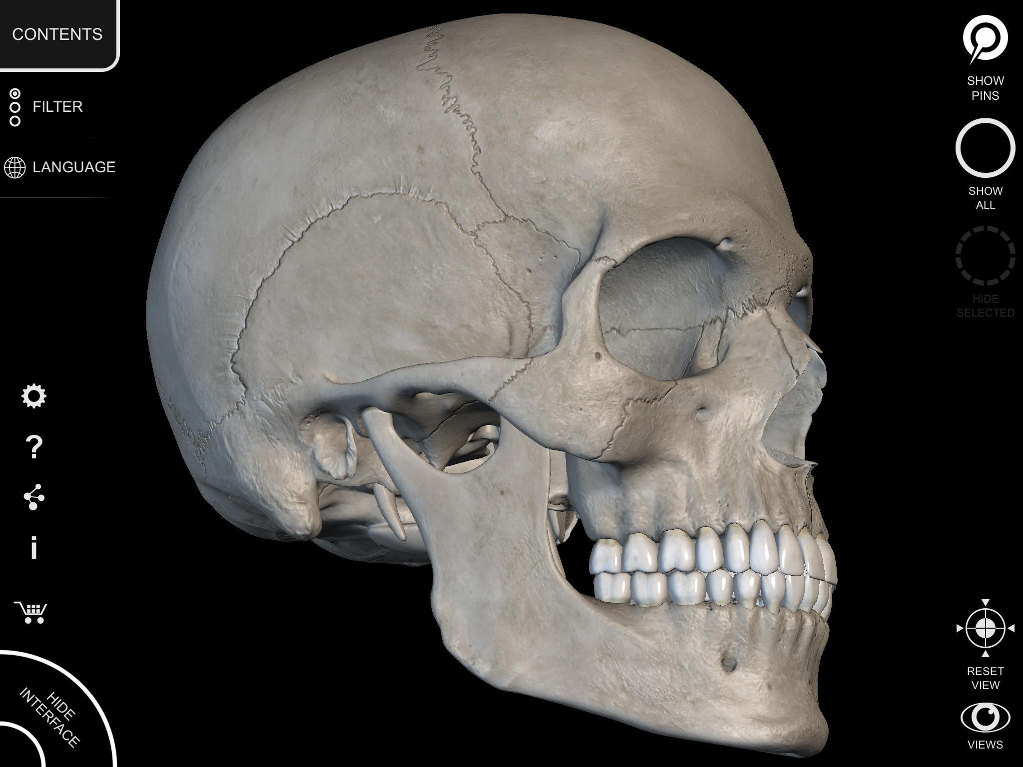 Skeleton | 3D Anatomy 2.5.3 Screenshot 11