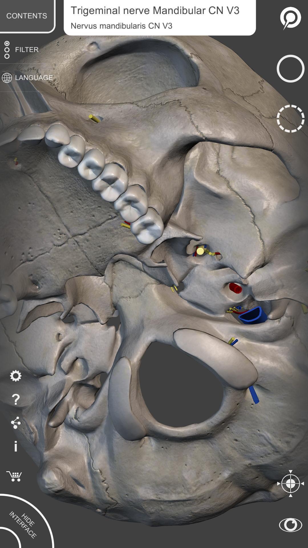 Skeleton | 3D Anatomy 2.5.3 Screenshot 13