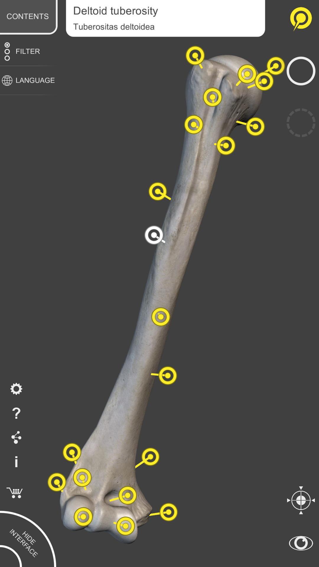 Skeleton | 3D Anatomy 2.5.3 Screenshot 14