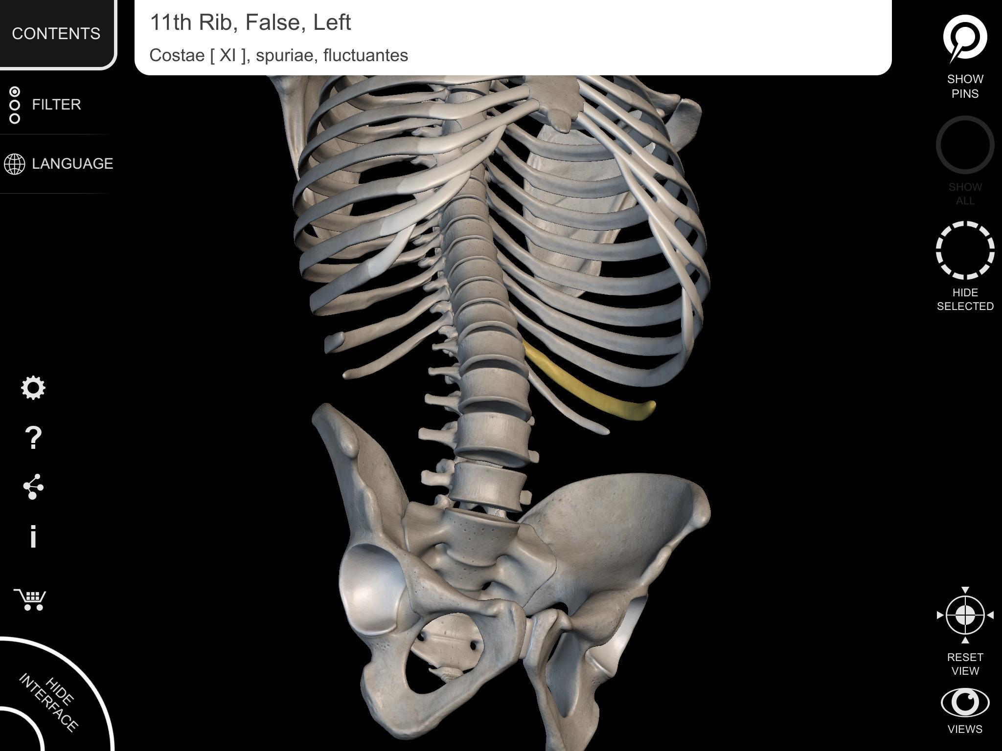 Skeleton | 3D Anatomy 2.5.3 Screenshot 8