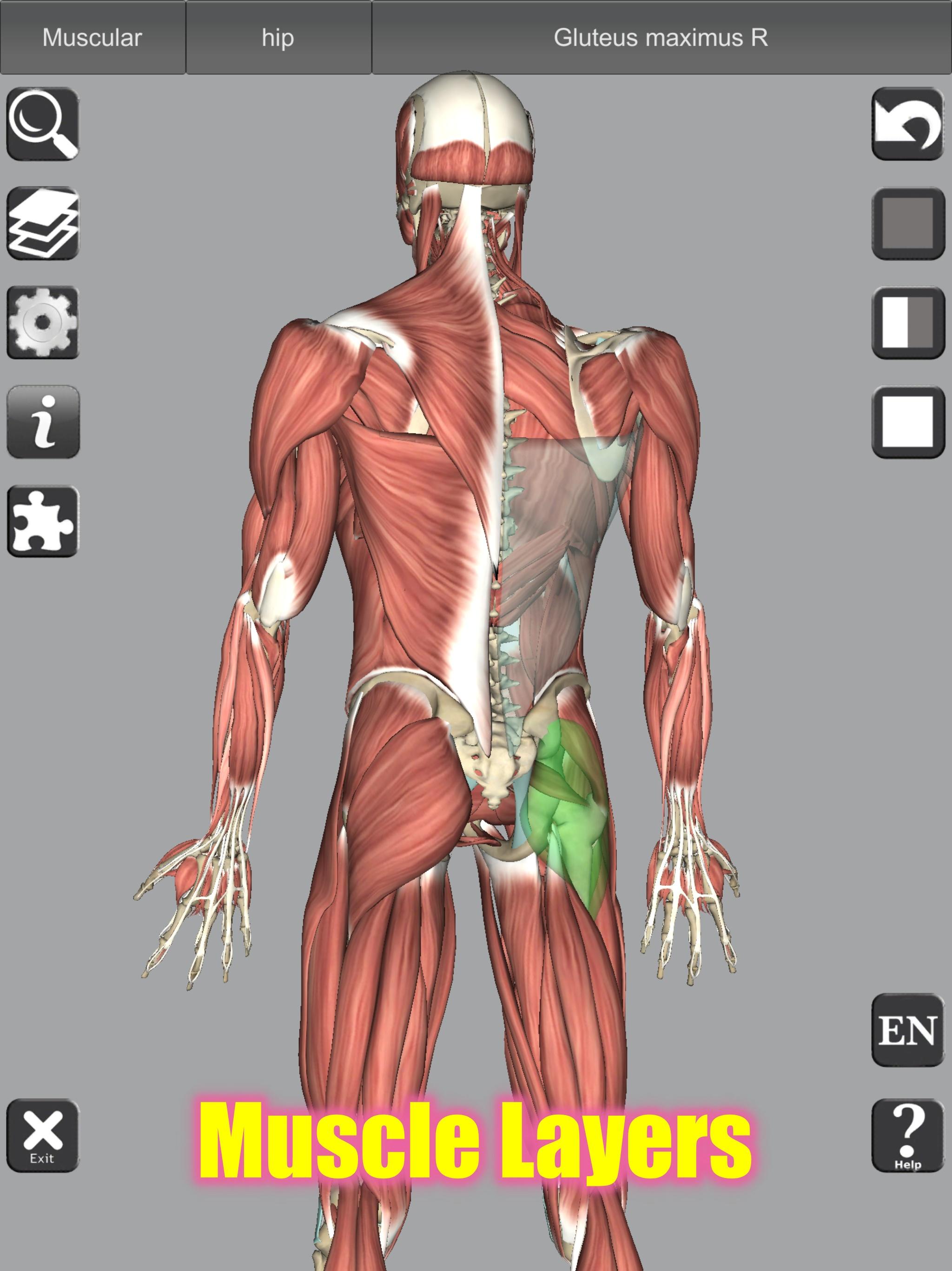 3D Bones and Organs (Anatomy) 4.1 Screenshot 11