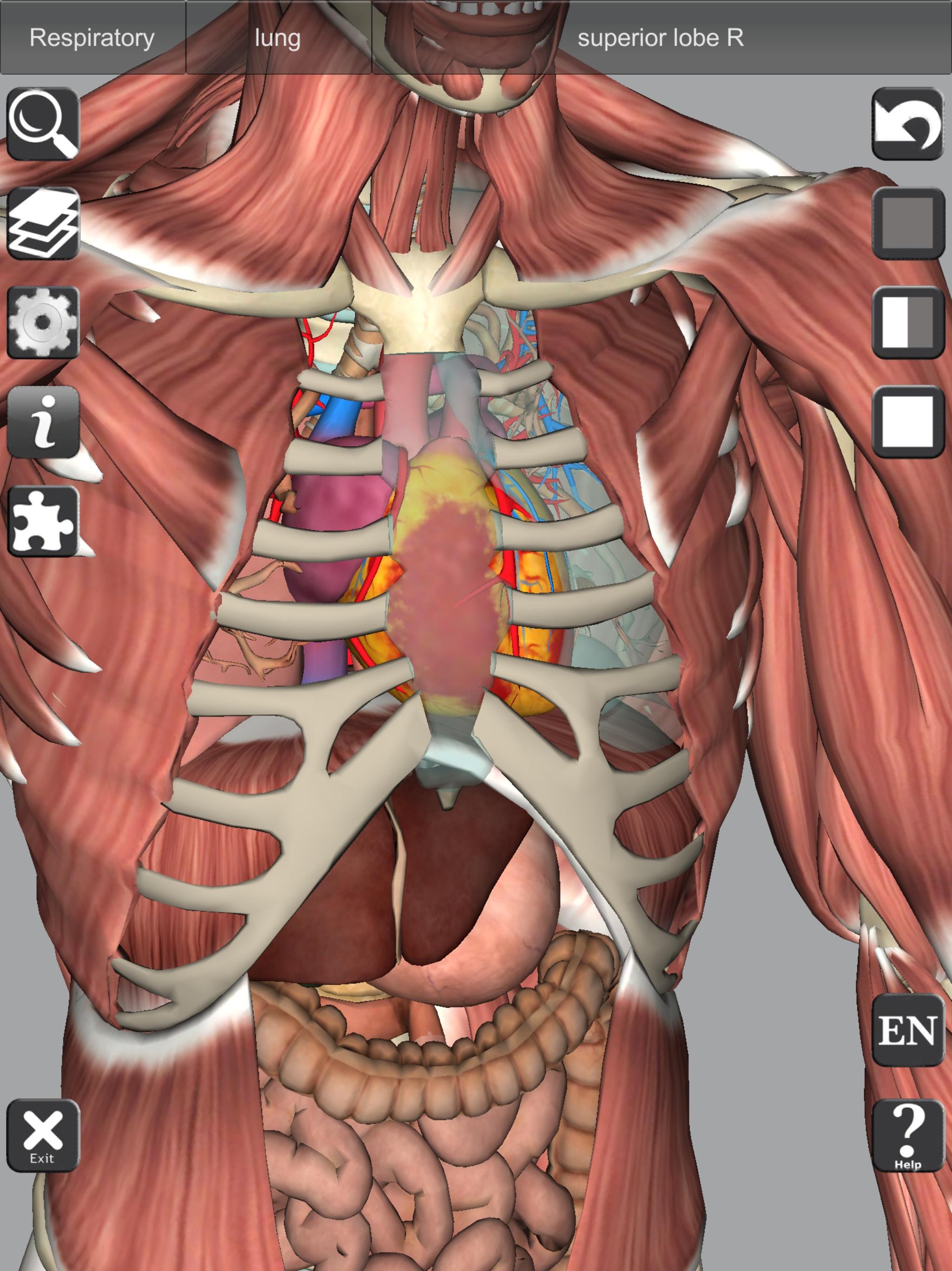3D Bones and Organs (Anatomy) 4.1 Screenshot 12