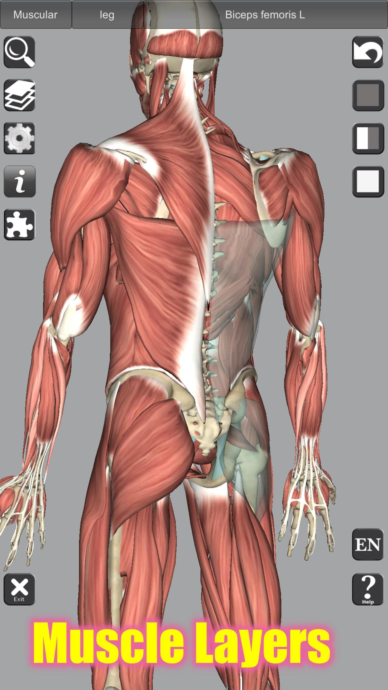 3D Bones and Organs (Anatomy) 4.1 Screenshot 3