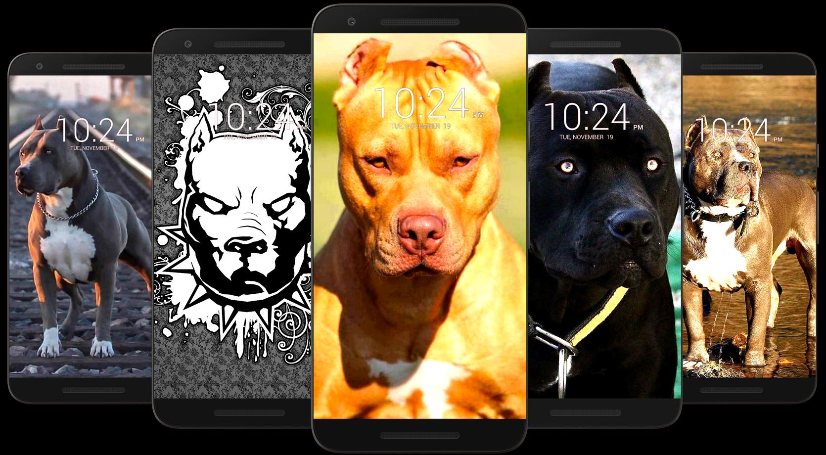 Pitbull Dog Wallpaper HD 17 Screenshot 10