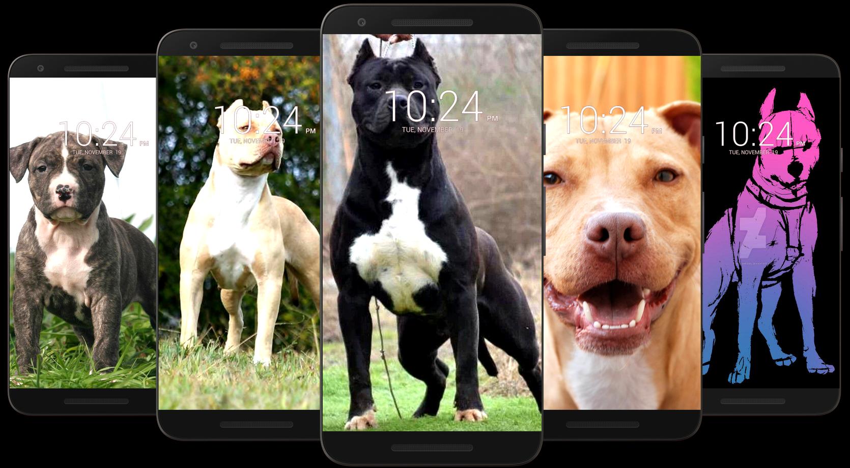 Pitbull Dog Wallpaper HD 17 Screenshot 12