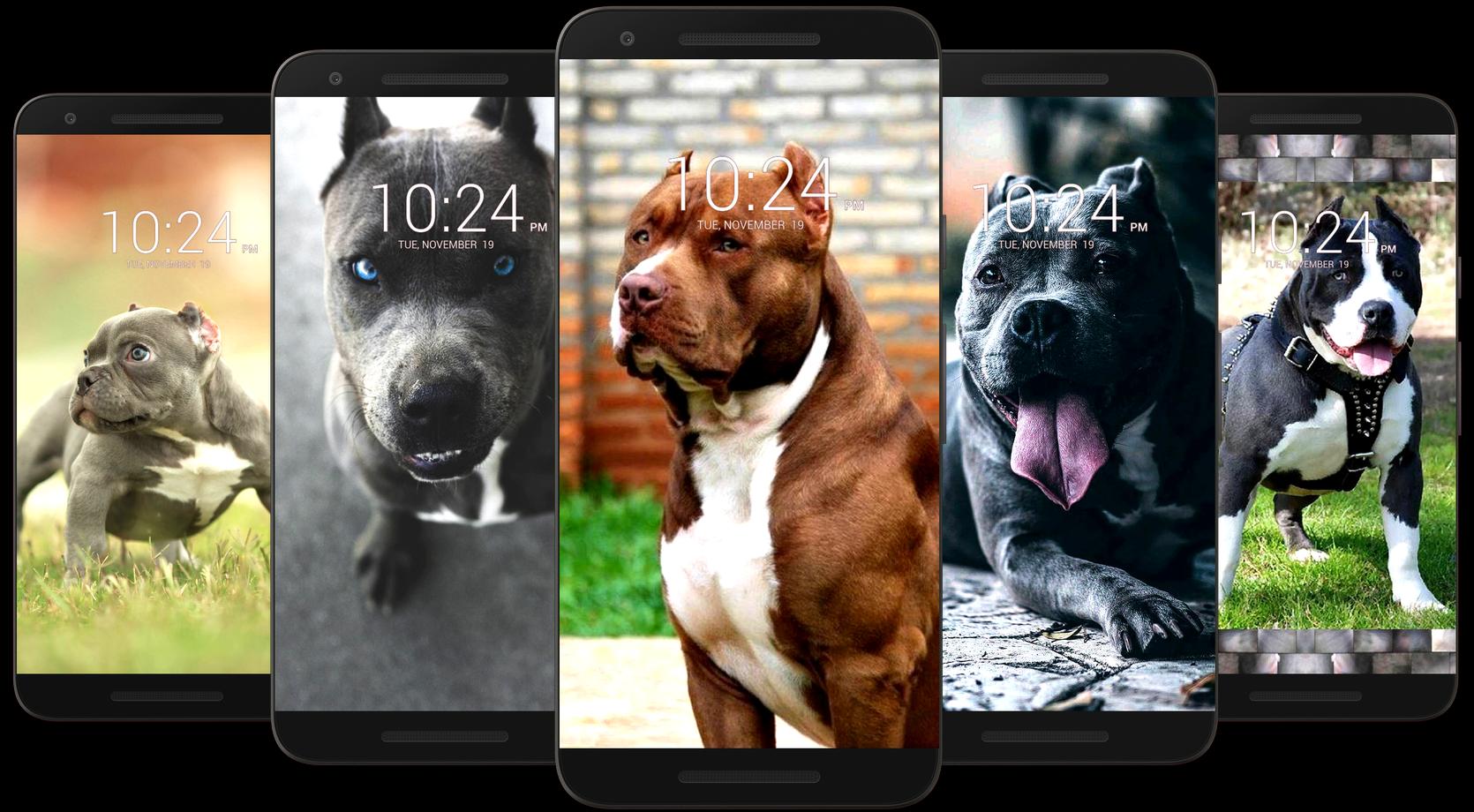 Pitbull Dog Wallpaper HD 17 Screenshot 13