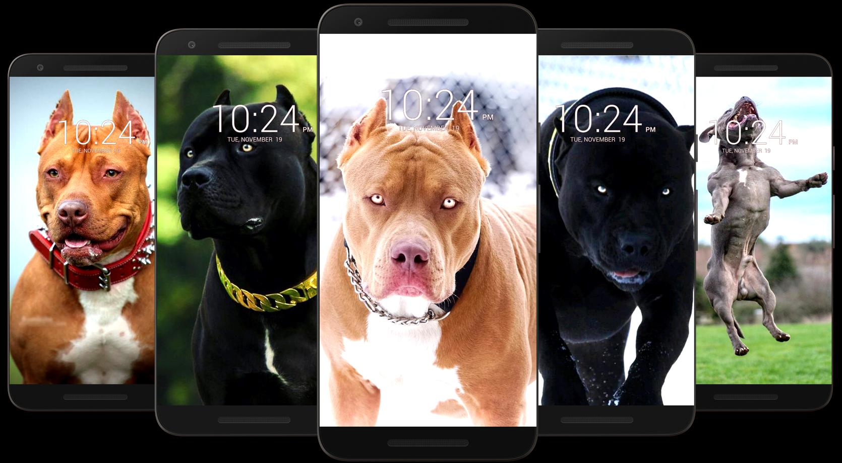 Pitbull Dog Wallpaper HD 17 Screenshot 15