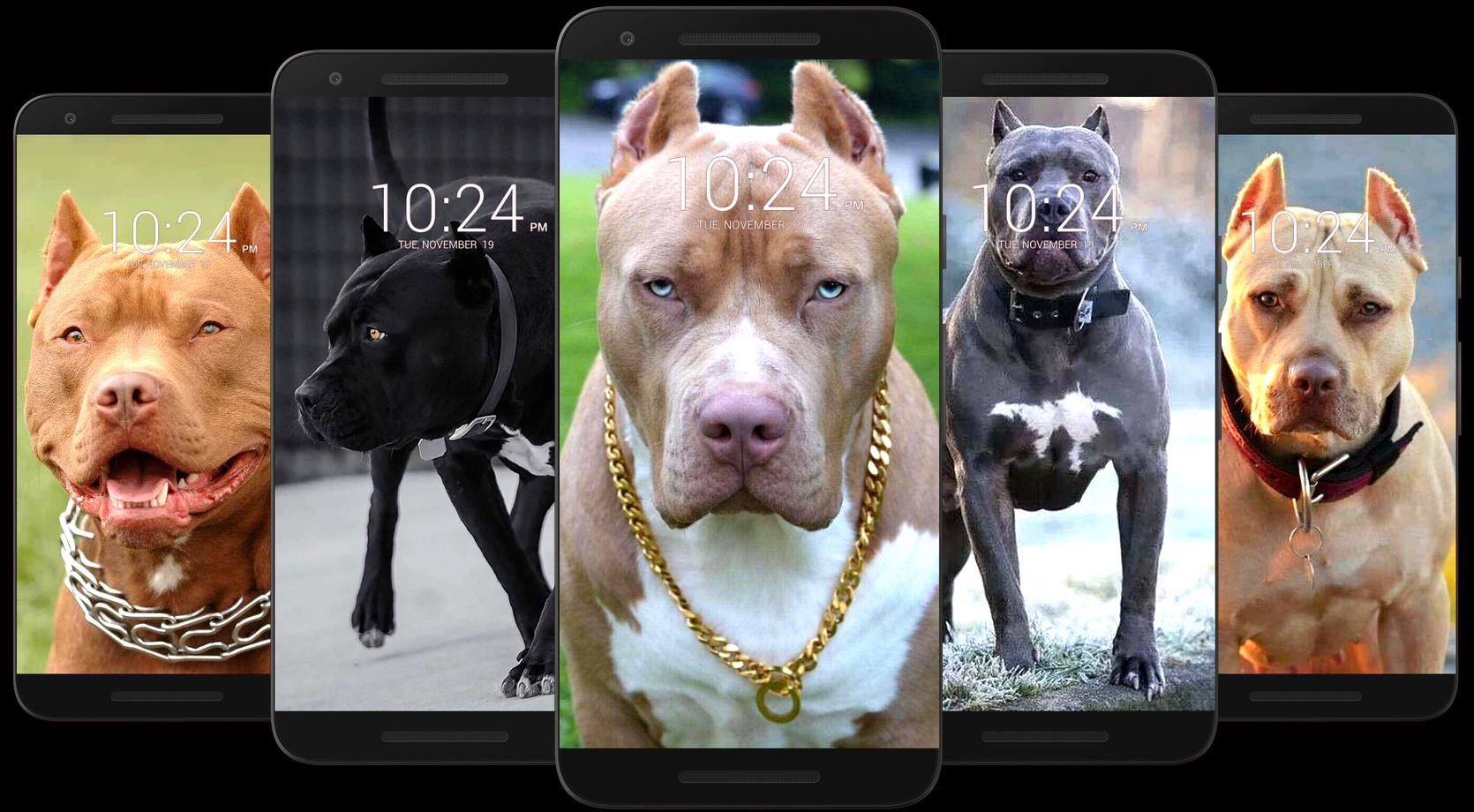 Pitbull Dog Wallpaper HD 17 - APK Download