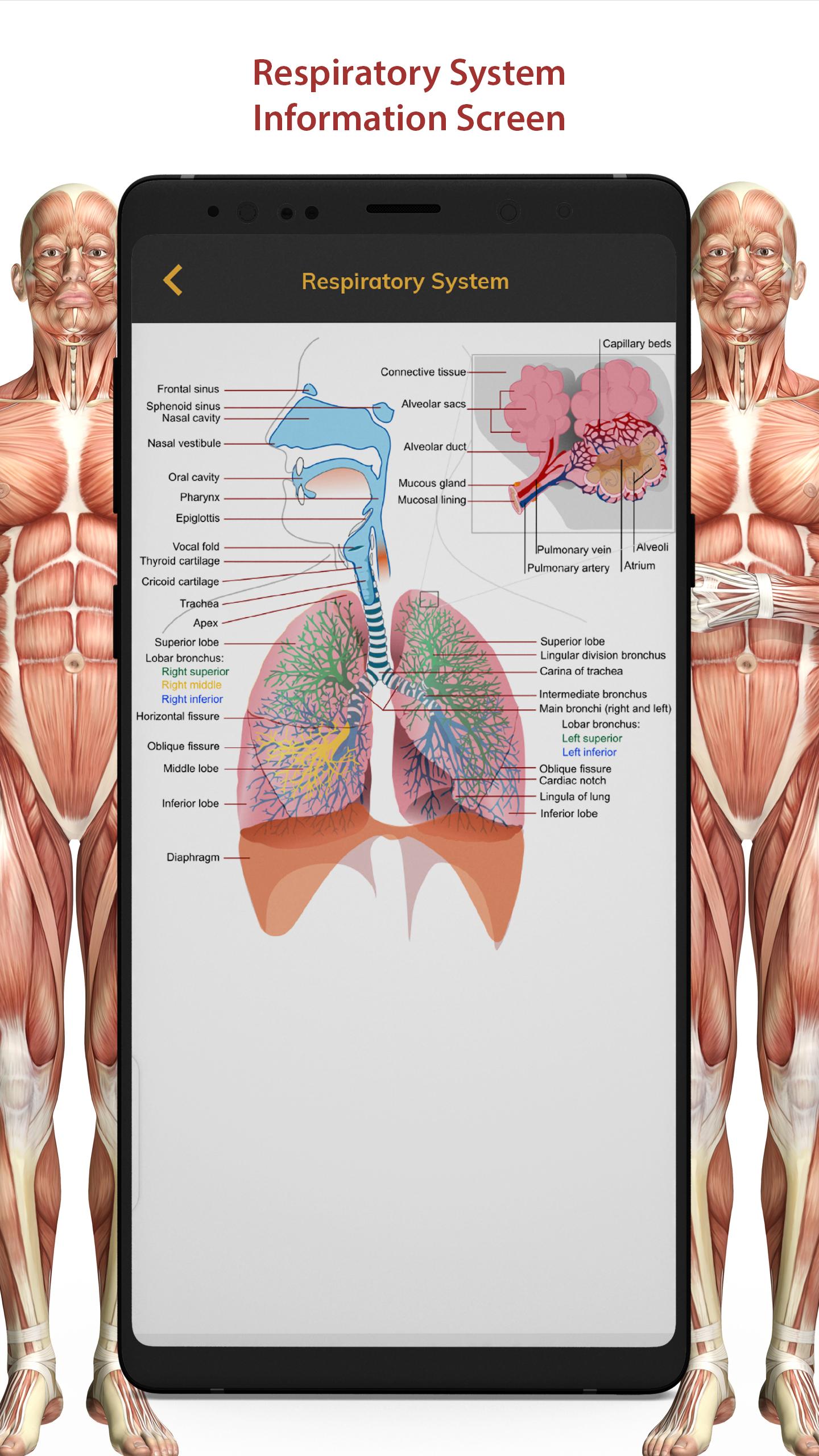3D Human Anatomy Atlas Physiology: Internal Organs 1.3 Screenshot 10
