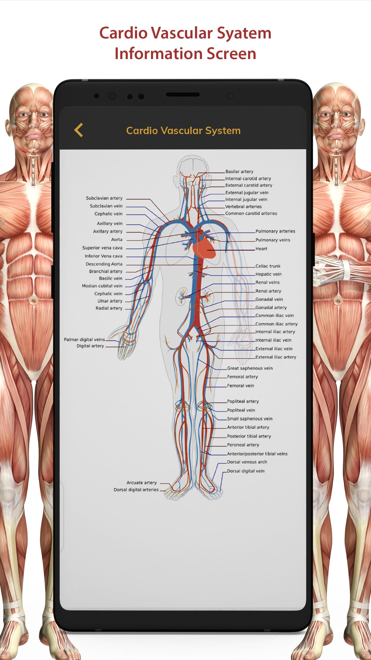 3D Human Anatomy Atlas Physiology: Internal Organs 1.3 Screenshot 11