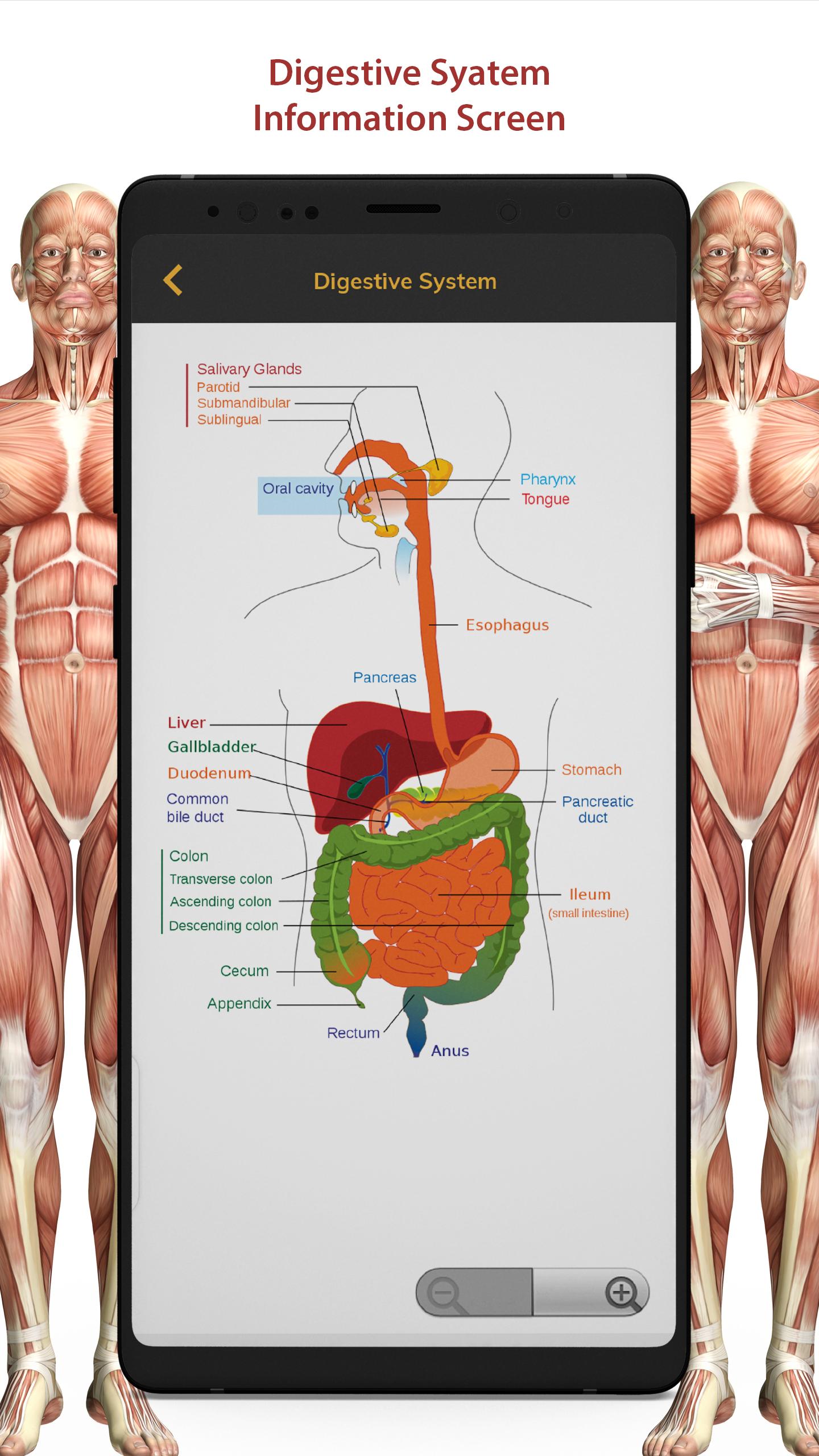 3D Human Anatomy Atlas Physiology: Internal Organs 1.3 Screenshot 12