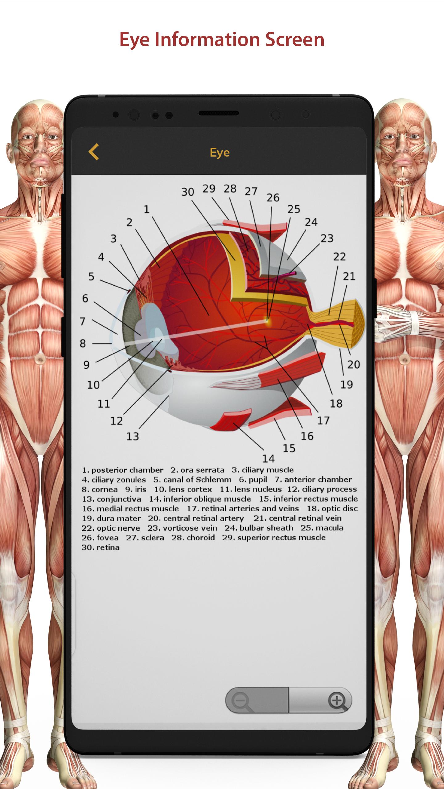 3D Human Anatomy Atlas Physiology: Internal Organs 1.3 Screenshot 13