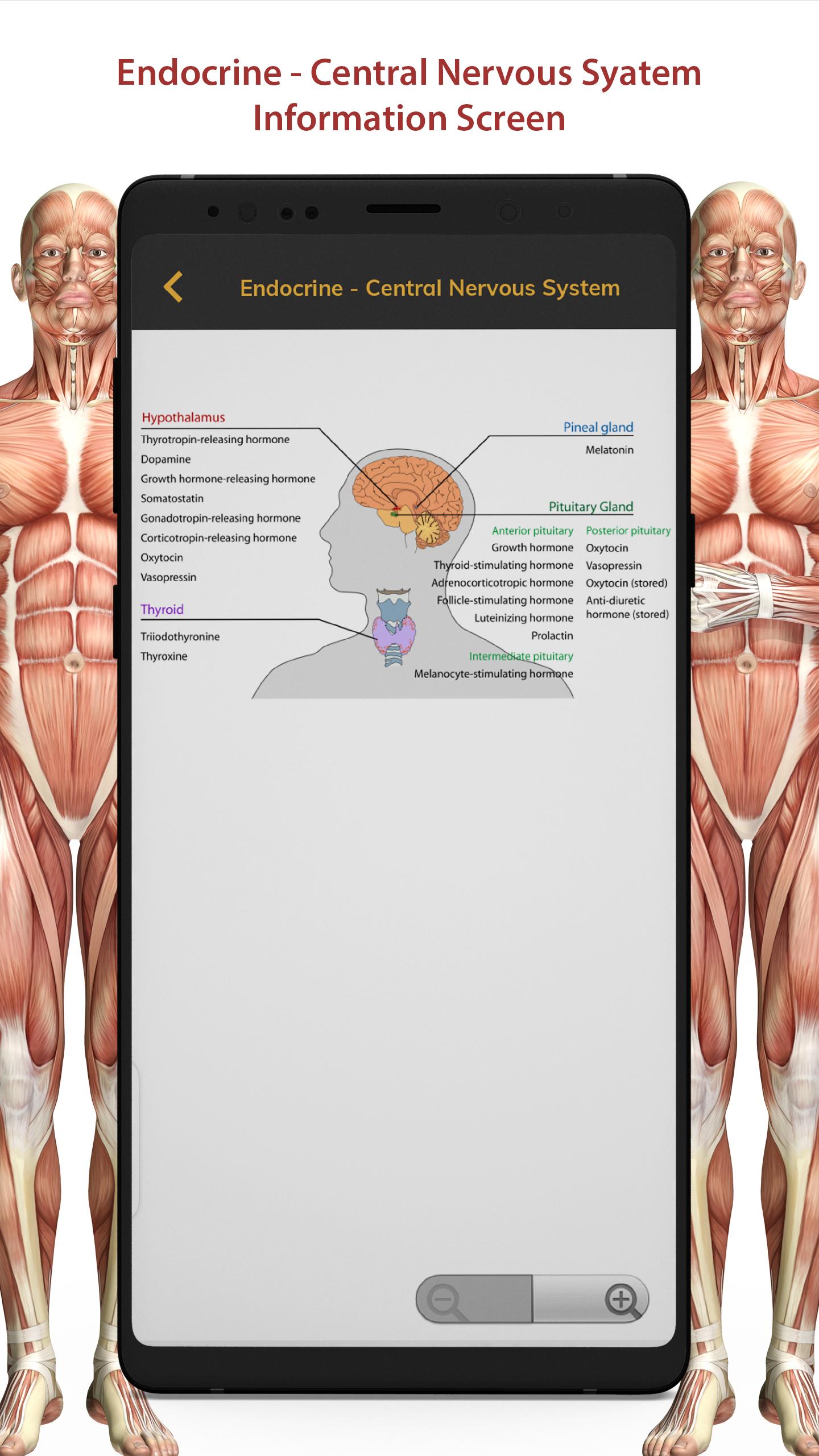 3D Human Anatomy Atlas Physiology: Internal Organs 1.3 Screenshot 14