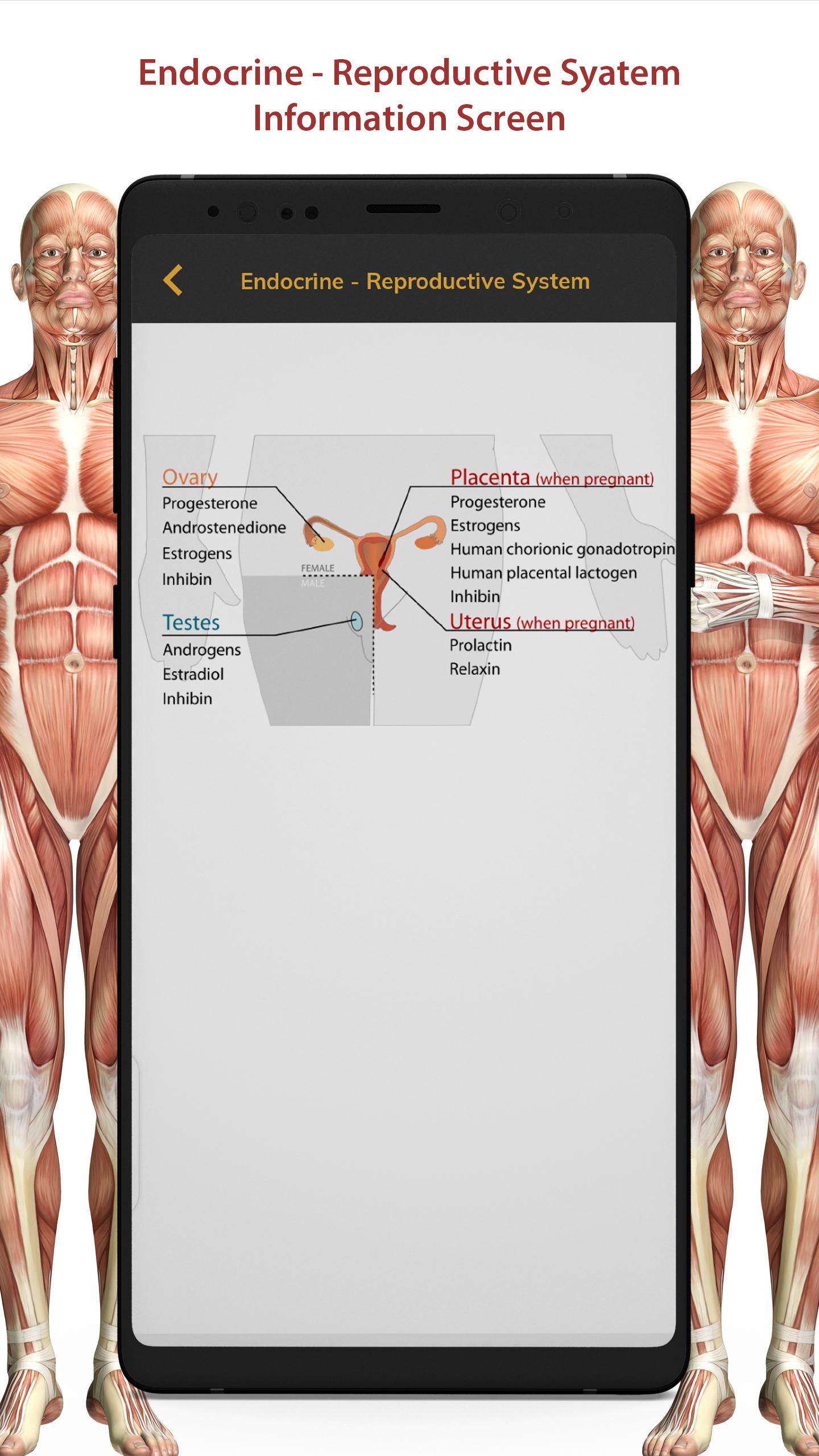 3D Human Anatomy Atlas Physiology: Internal Organs 1.3 Screenshot 15
