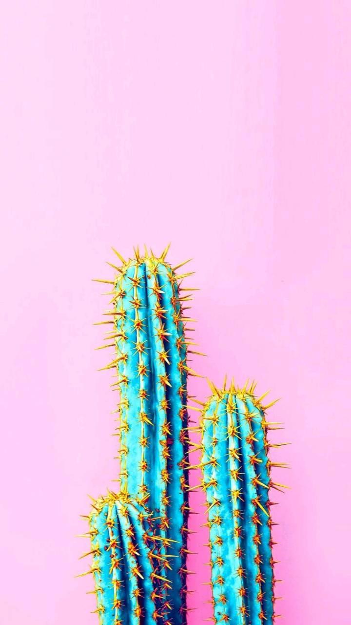 Cactus Wallpaper Cactus Wallpaper v1.2 Screenshot 10
