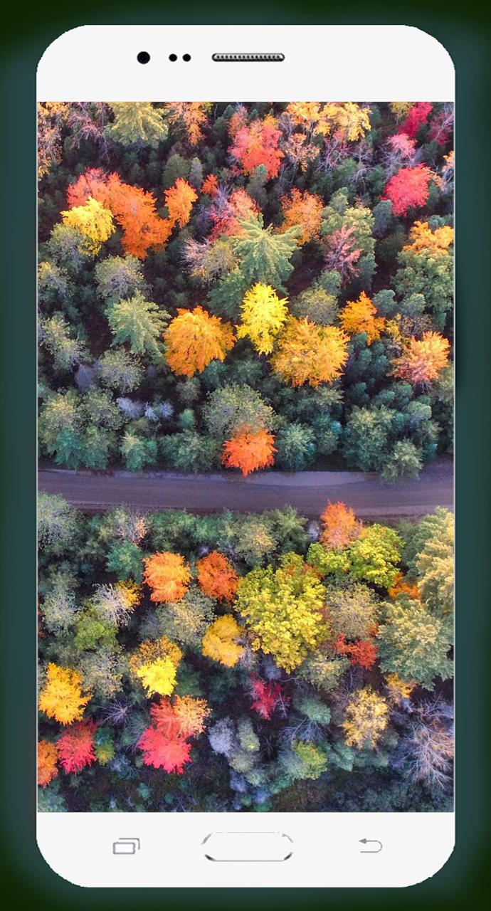 Forest Wallpaper HD 1.02 Screenshot 12