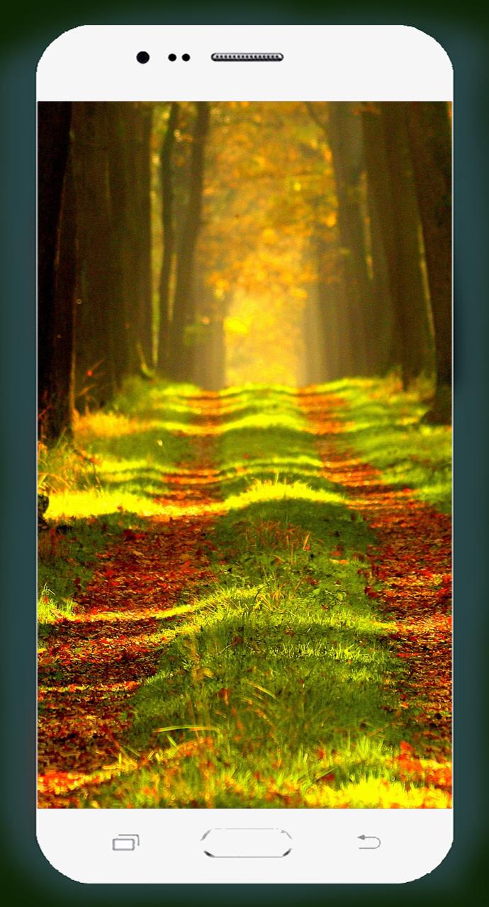 Forest Wallpaper HD 1.02 Screenshot 6