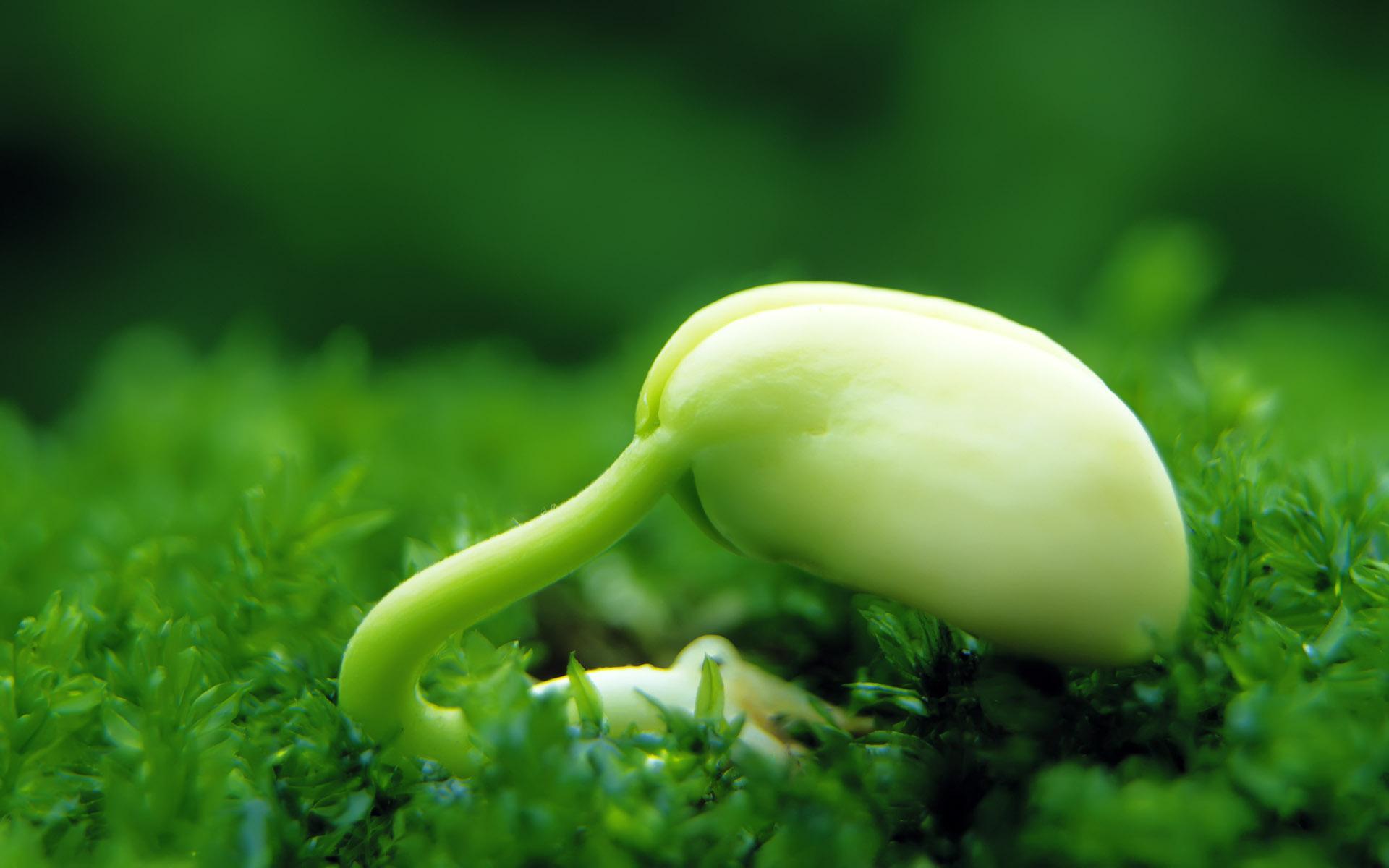 Plants Image Puzzle 1.1699998 Screenshot 1