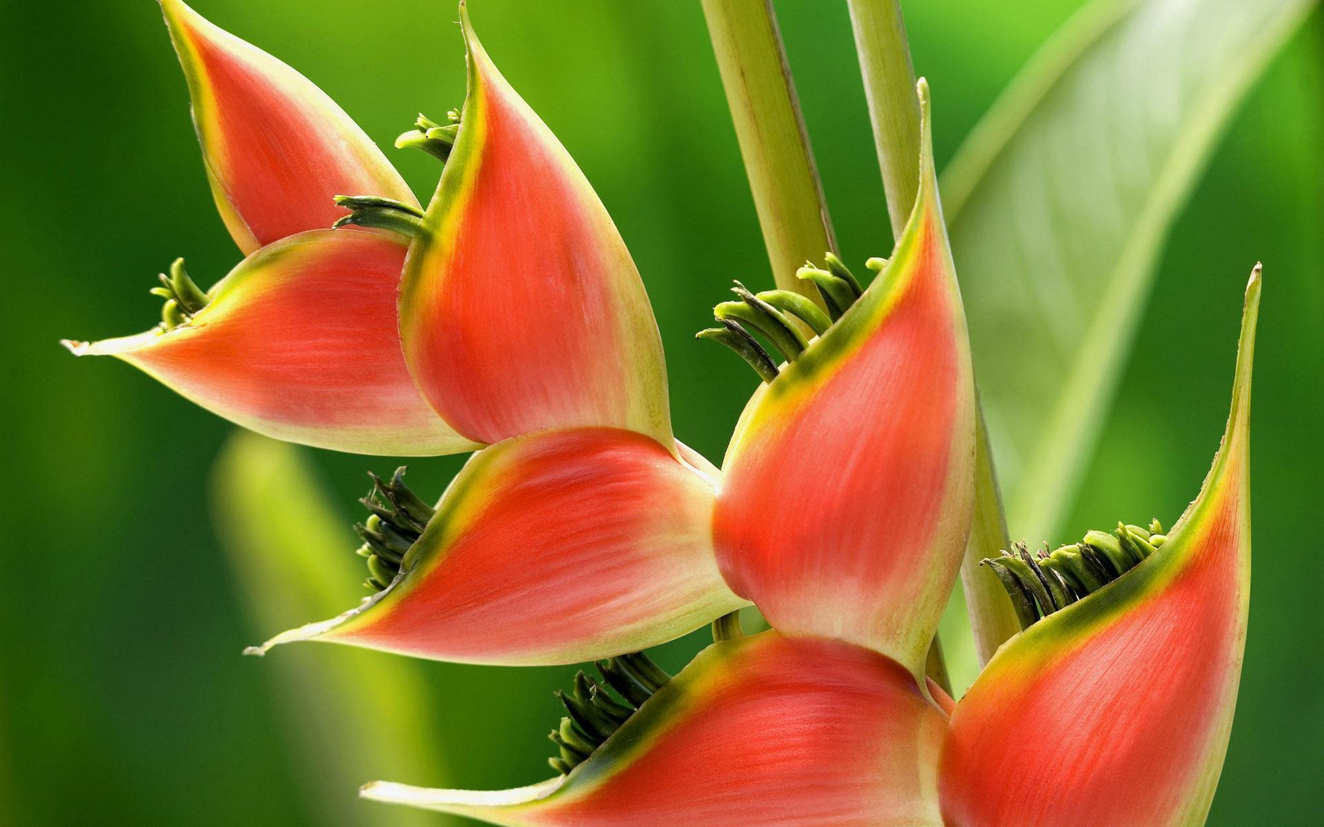 Plants Image Puzzle 1.1699998 Screenshot 2