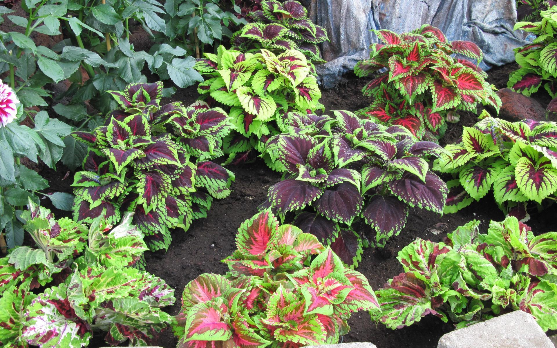 Plants Image Puzzle 1.1699998 Screenshot 3