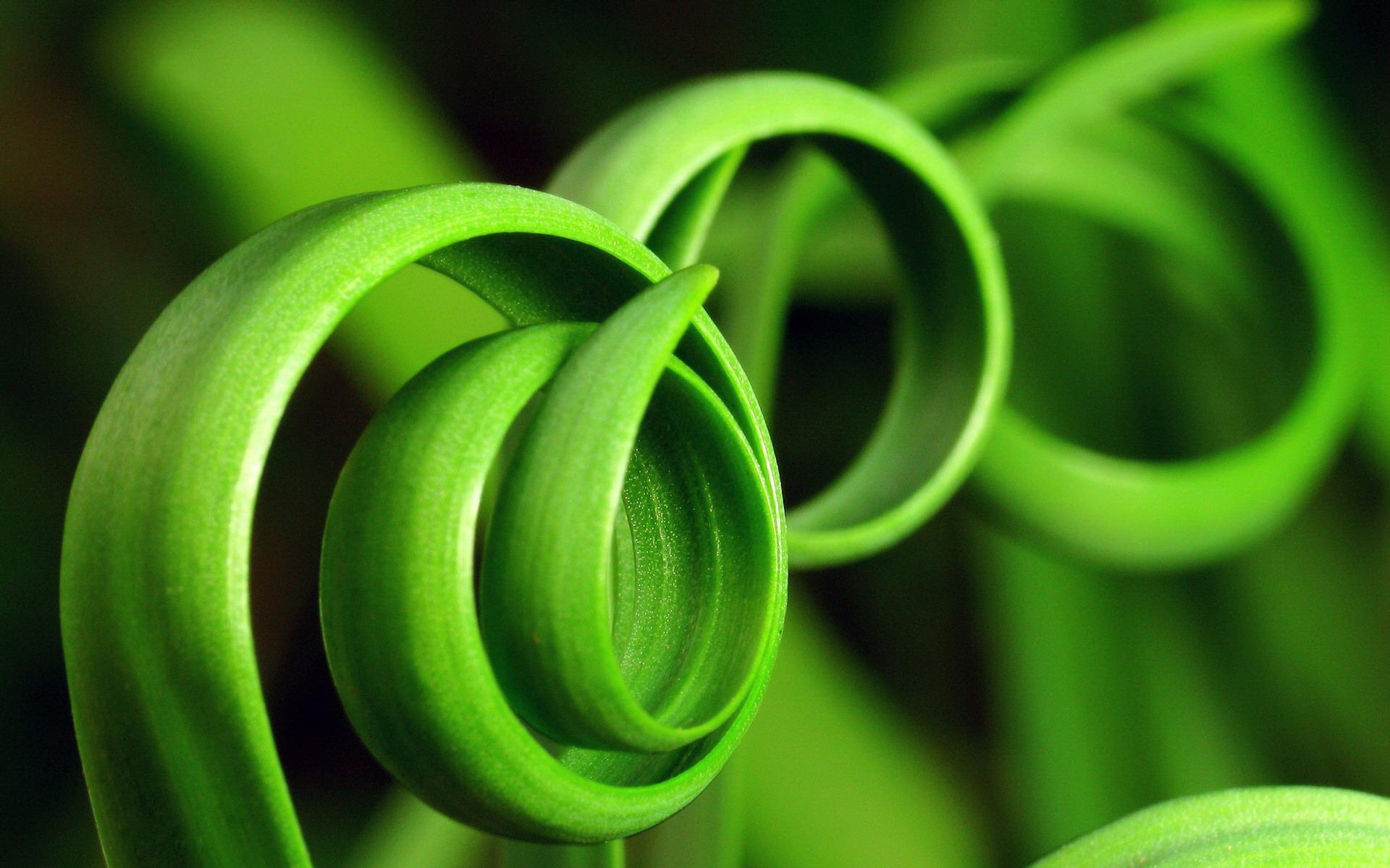 Plants Image Puzzle 1.1699998 Screenshot 4