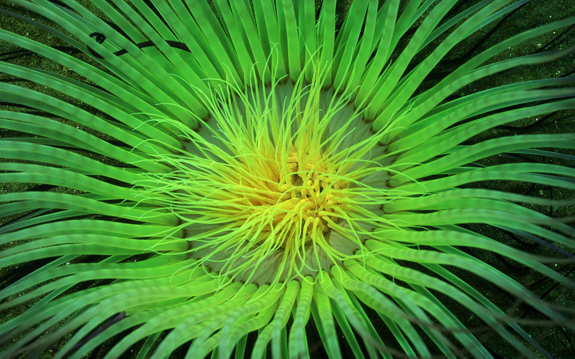 Plants Image Puzzle 1.1699998 Screenshot 5