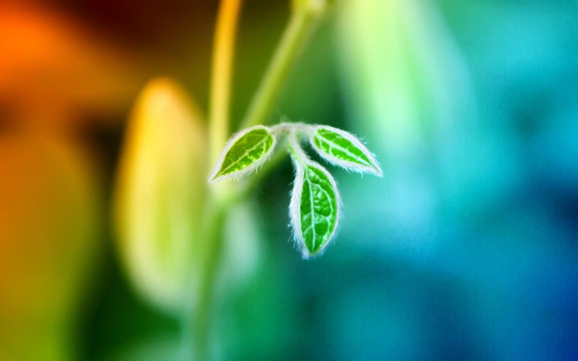 Plants Image Puzzle 1.1699998 Screenshot 6