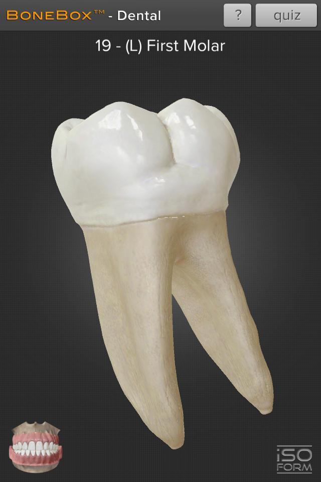 BoneBox™ - Dental Lite 1.1 Screenshot 3
