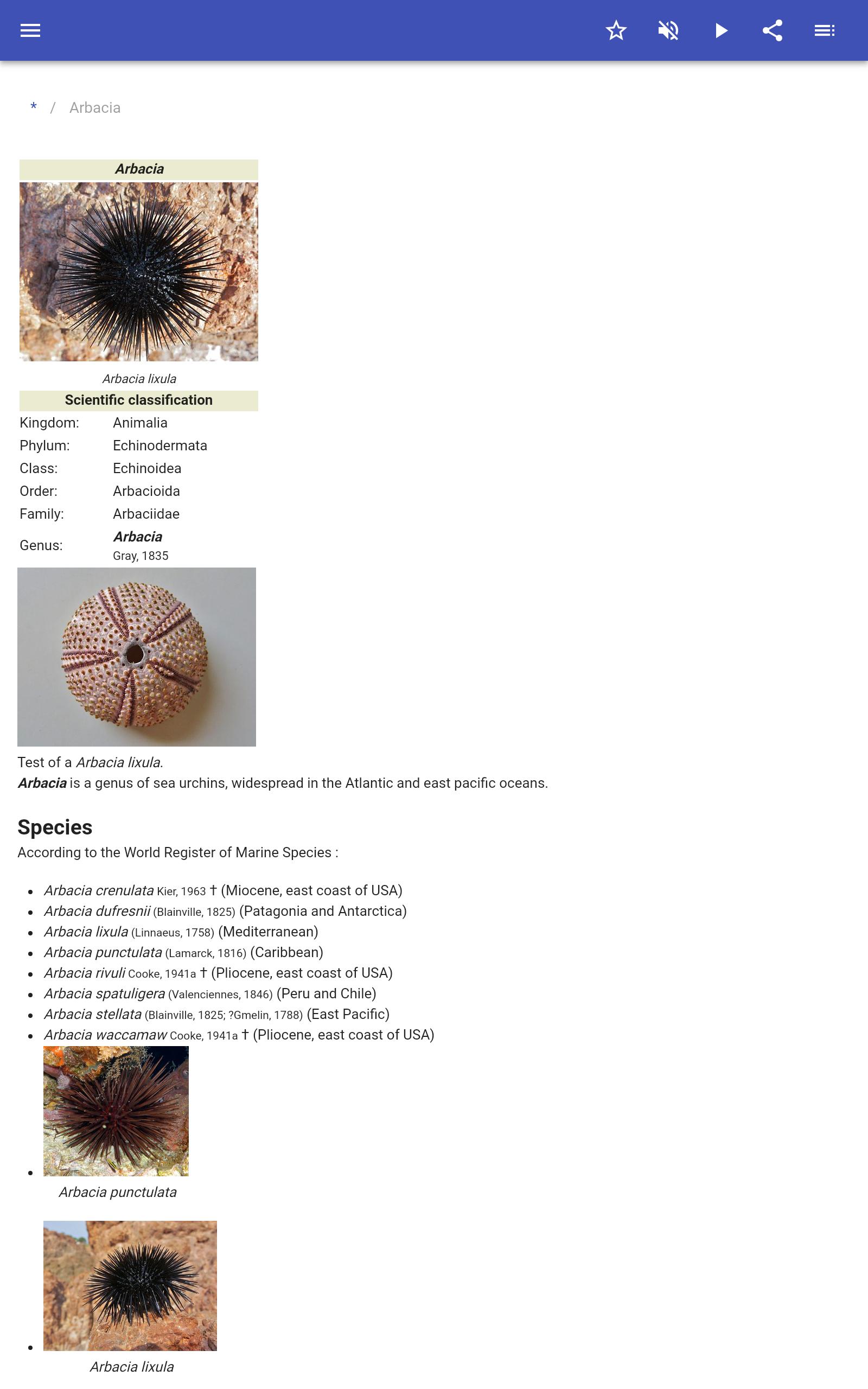 Sea urchins 80.91.30 Screenshot 7
