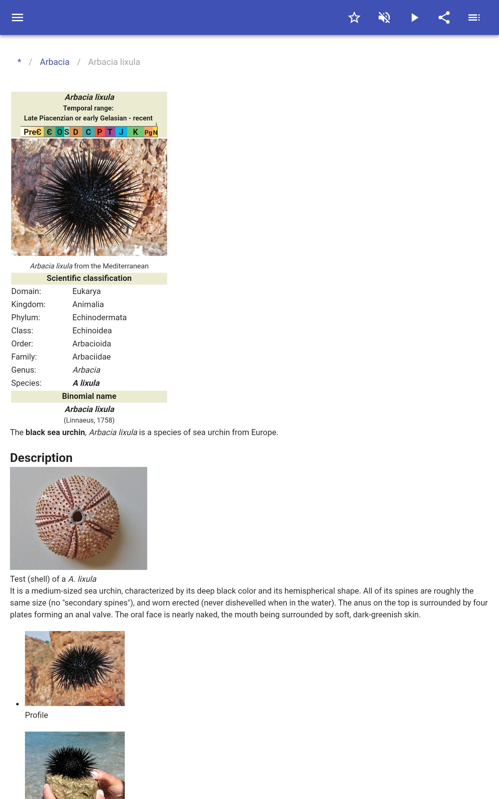 Sea urchins 80.91.30 Screenshot 8