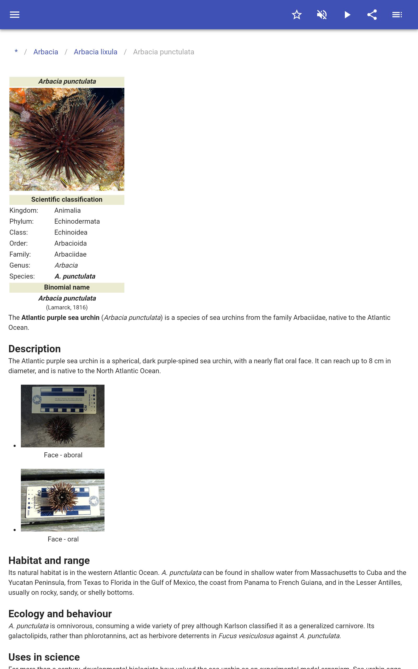 Sea urchins 80.91.30 Screenshot 9