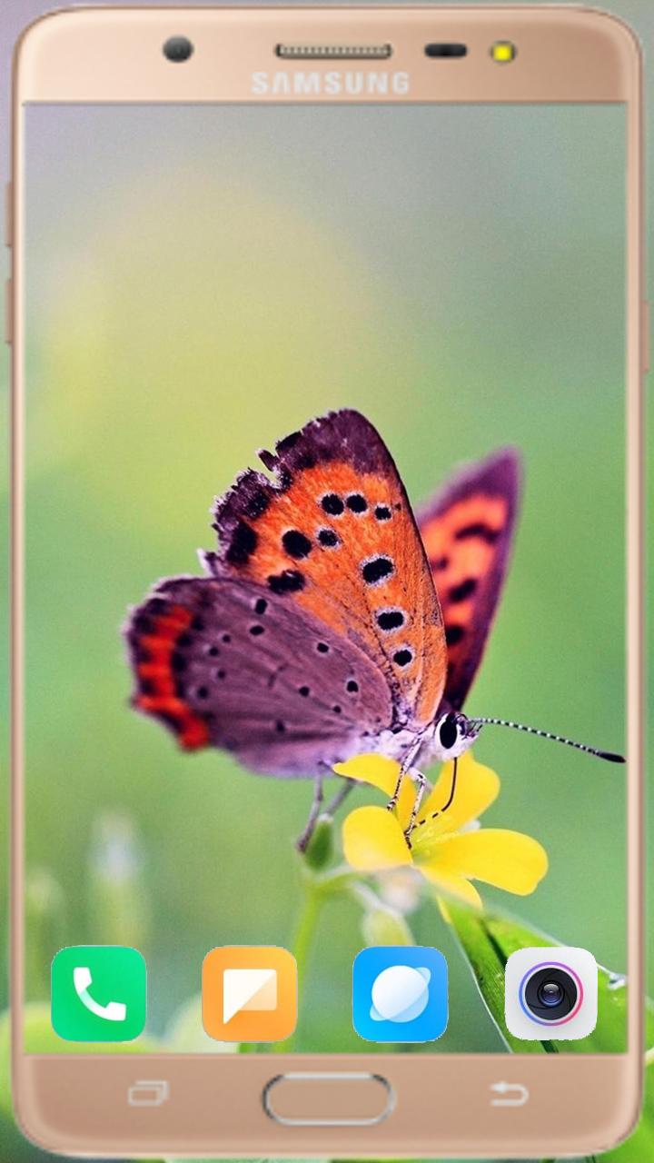 Butterfly Wallpaper Best HD 1.04 Screenshot 1