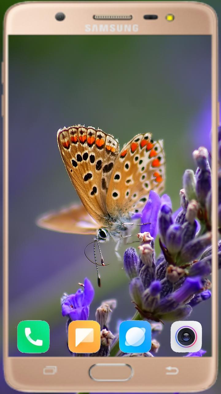 Butterfly Wallpaper Best HD 1.04 Screenshot 10