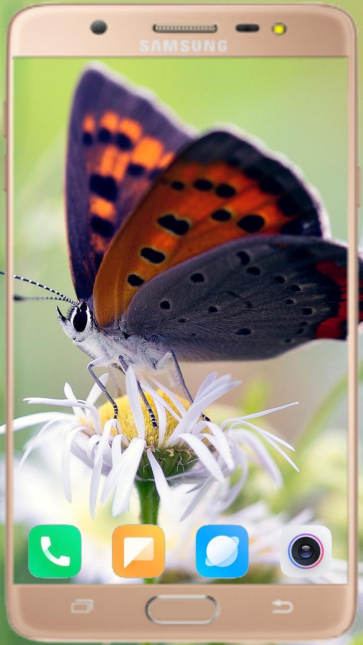 Butterfly Wallpaper Best HD 1.04 Screenshot 5