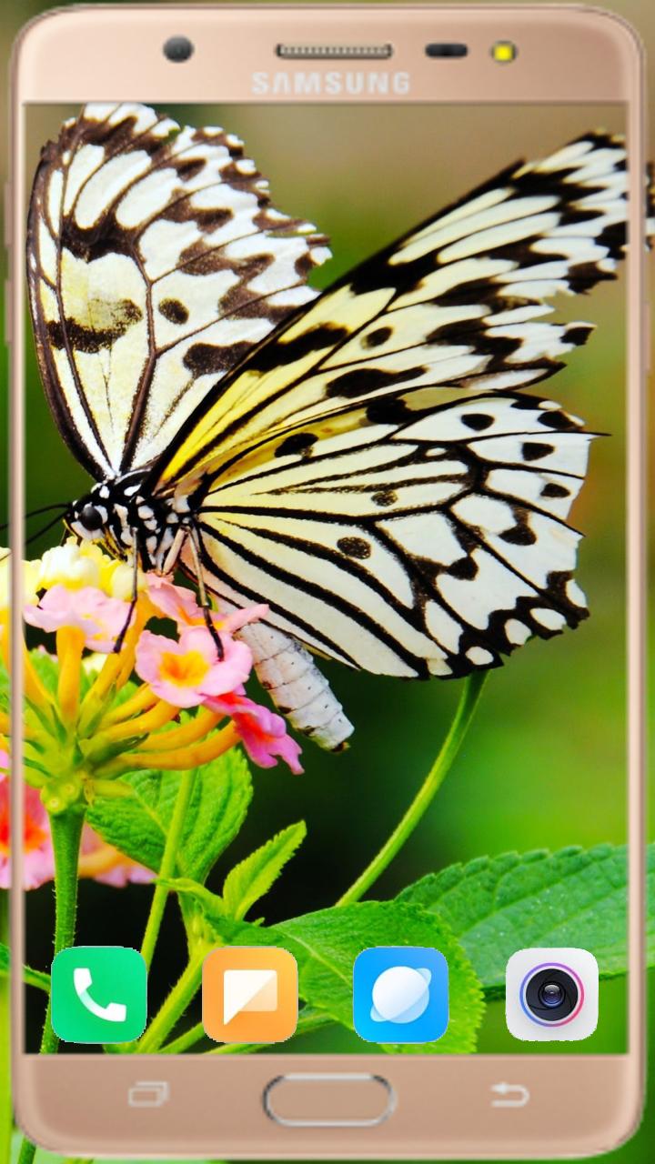 Butterfly Wallpaper Best HD 1.04 Screenshot 9