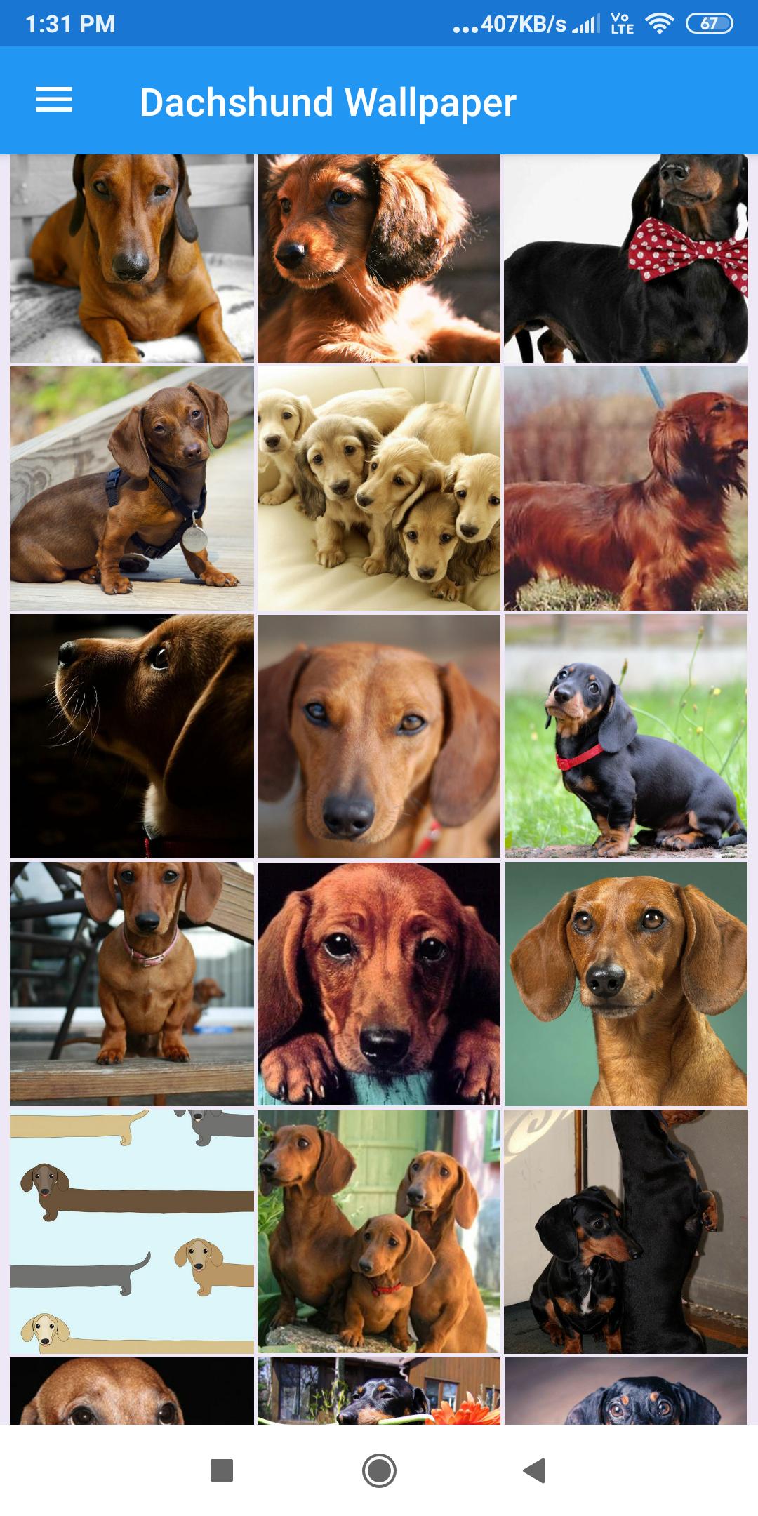 Dachshund Wallpapers: HD Images,Free Pics download 2.0.37 Screenshot 1