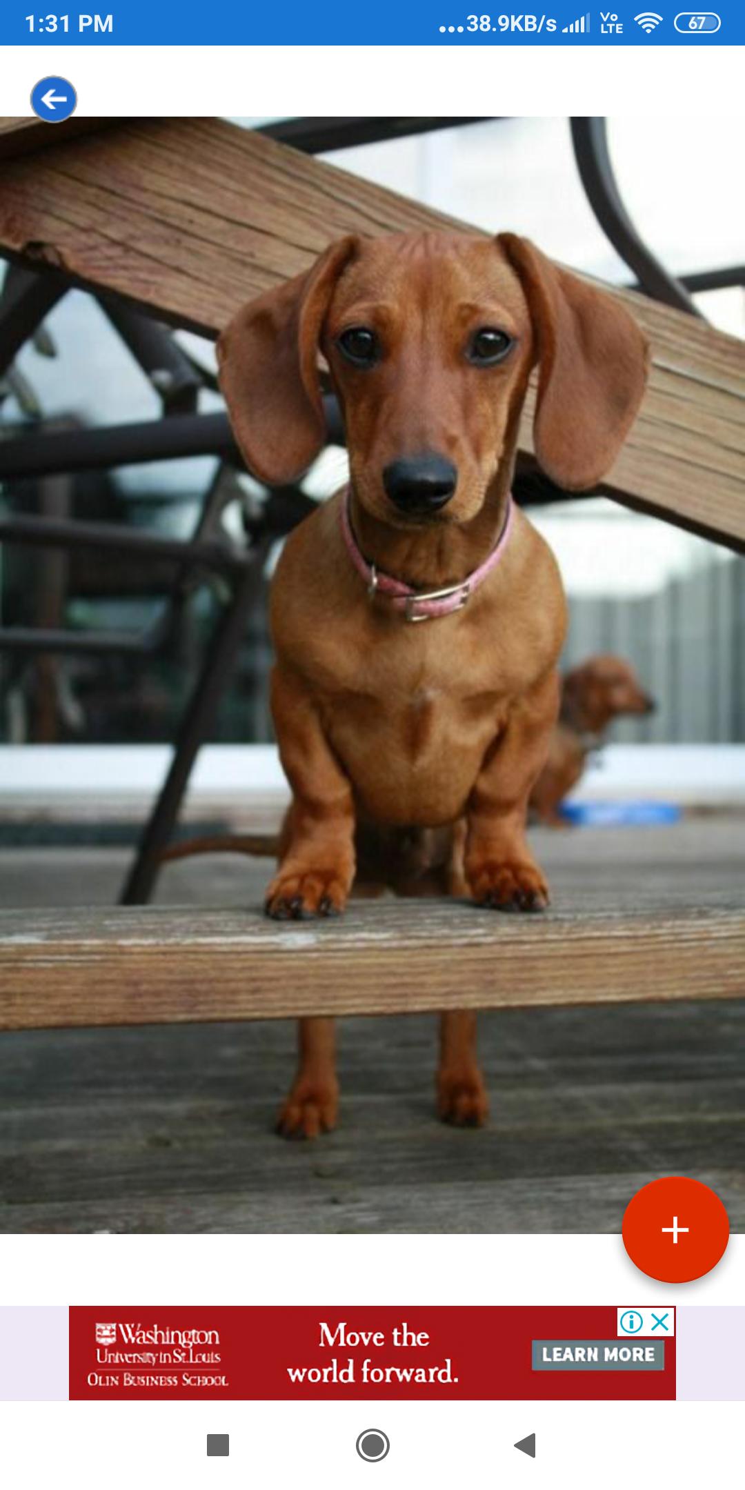 Dachshund Wallpapers: HD Images,Free Pics download 2.0.37 Screenshot 4