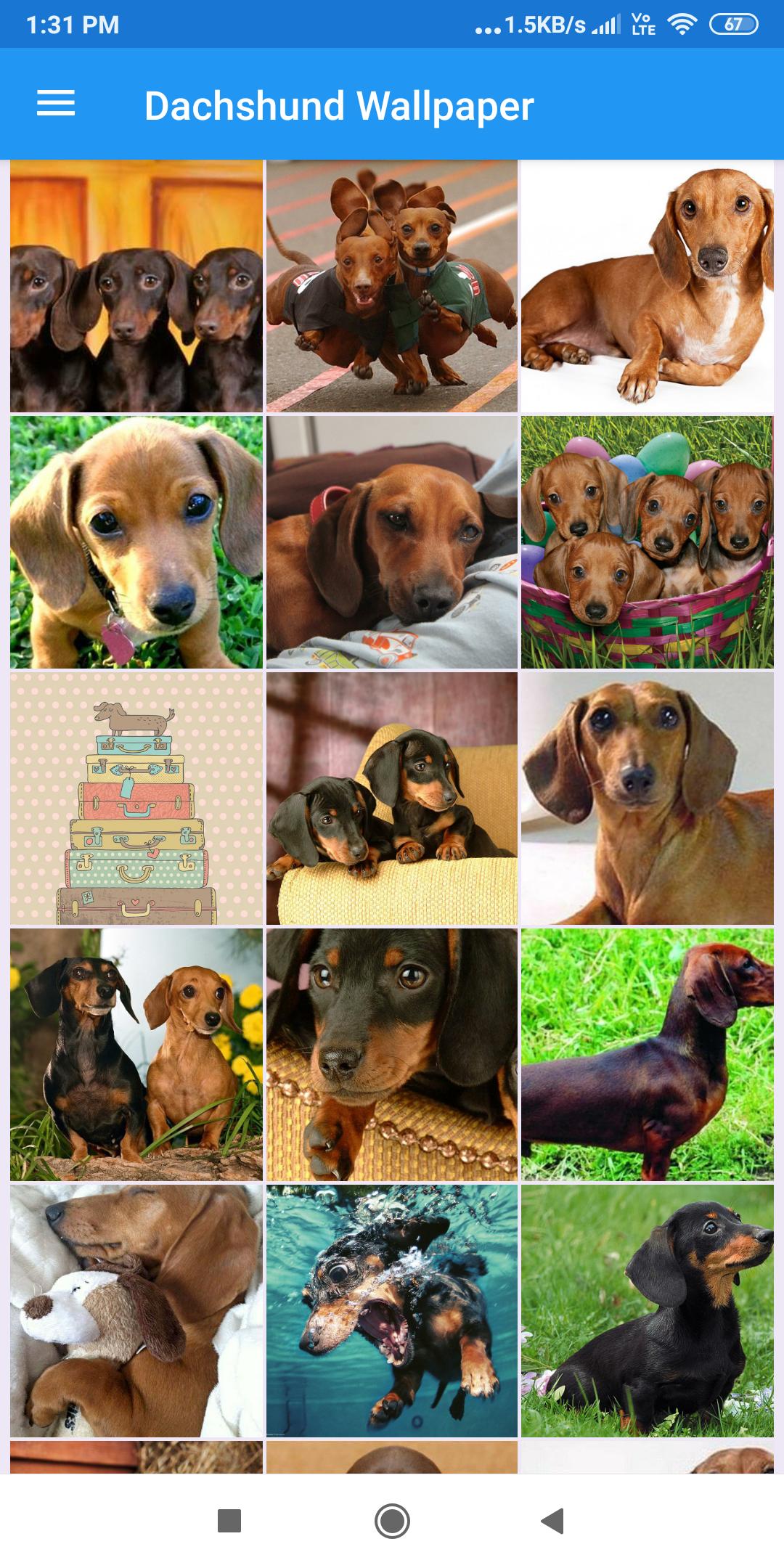 Dachshund Wallpapers: HD Images,Free Pics download 2.0.37 Screenshot 5