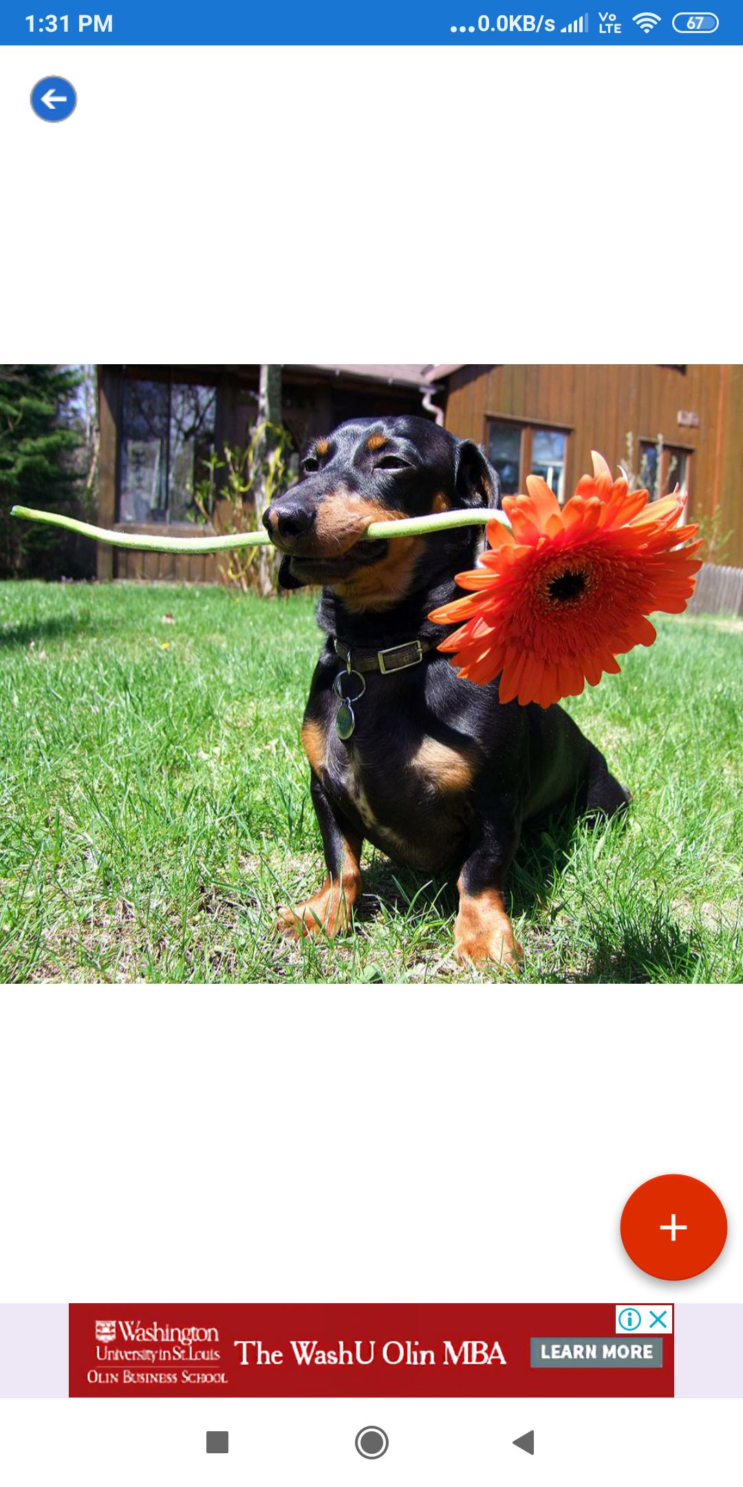 Dachshund Wallpapers: HD Images,Free Pics download 2.0.37 Screenshot 6