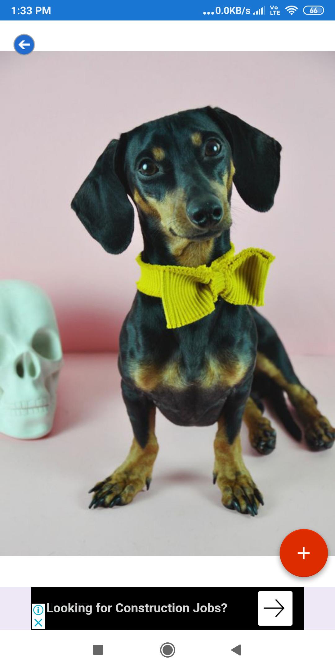 Dachshund Wallpapers: HD Images,Free Pics download 2.0.37 Screenshot 8