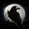 NIGHT CROWS app icon