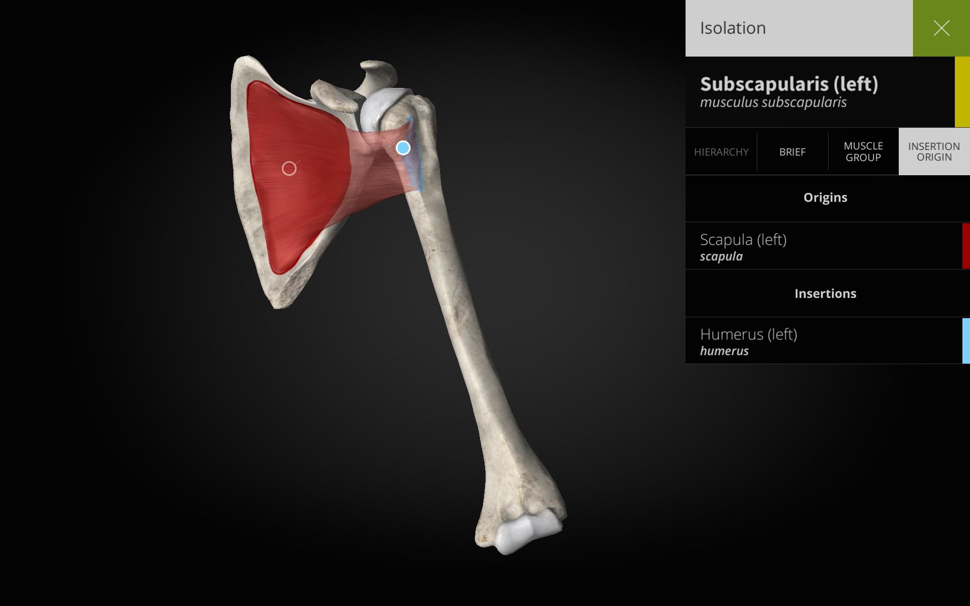 Anatomyka - 3D Human Anatomy Atlas 2.0.8 Screenshot 10