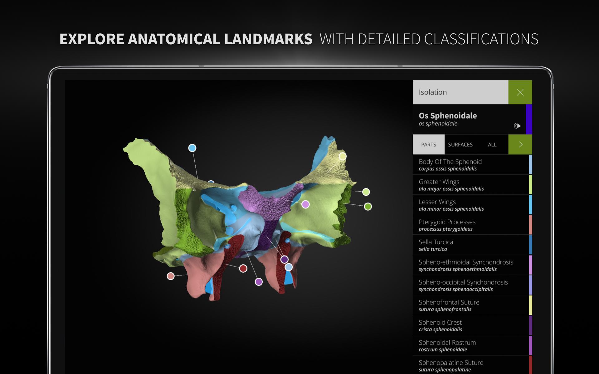 Anatomyka - 3D Human Anatomy Atlas 2.0.8 Screenshot 12