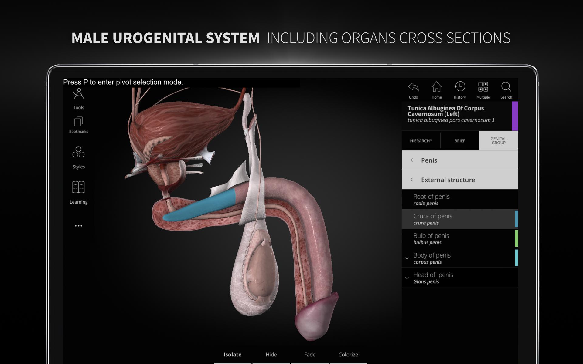 Anatomyka - 3D Human Anatomy Atlas 2.0.8 Screenshot 13